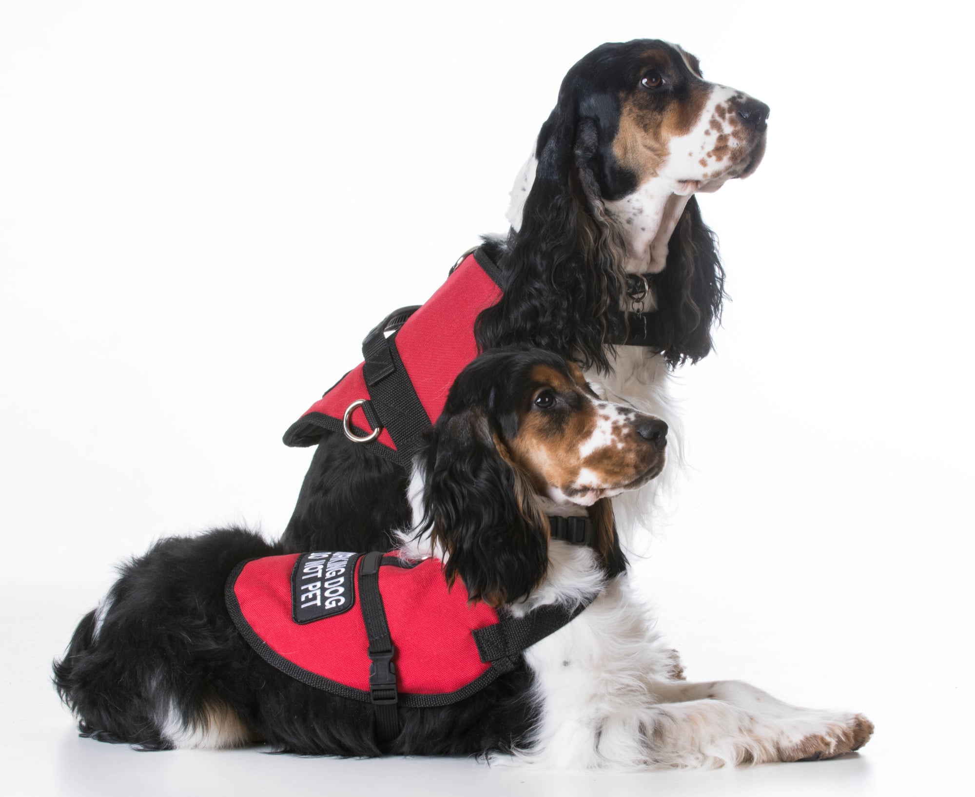 Emotional Support Animal vs. Service Animal vs. Pet: The Differences Explained